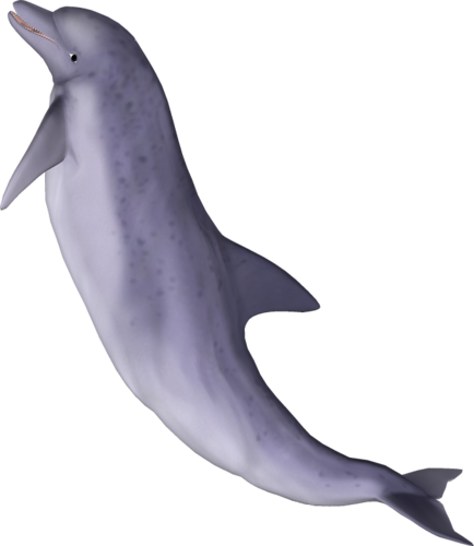 tengeri_halak_342.png