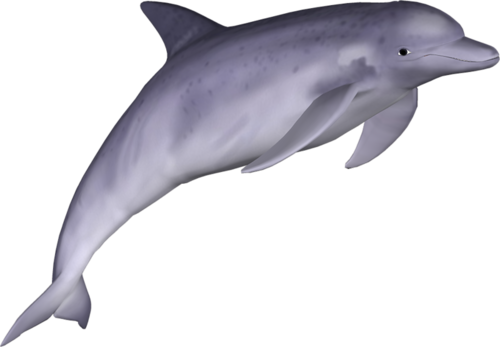 tengeri_halak_344.png