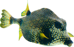 tengeri_halak_35.png