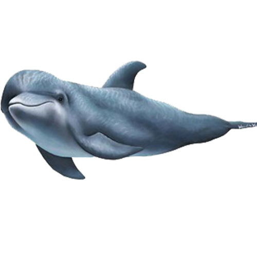 tengeri_halak_351.png