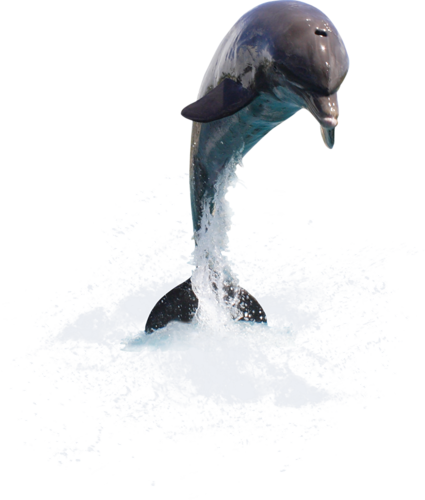 tengeri_halak_365.png