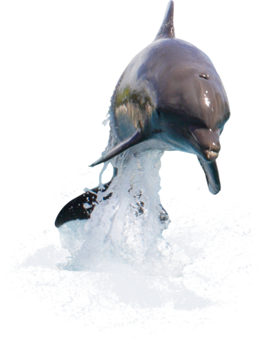 tengeri_halak_367.png