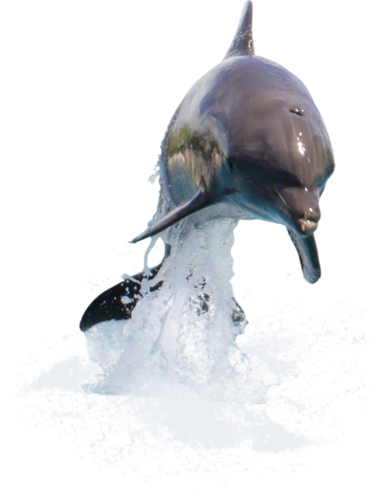 tengeri_halak_369.png