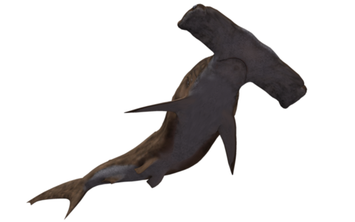 tengeri_halak_389.png
