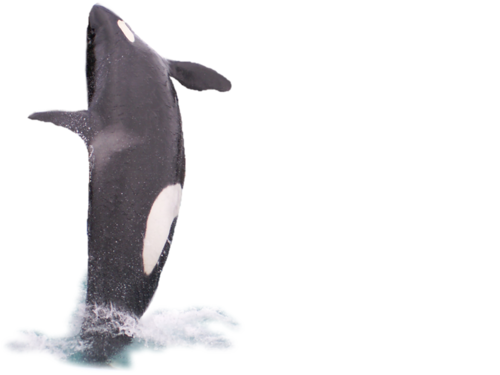 tengeri_halak_40.png