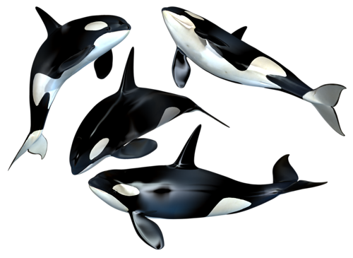 tengeri_halak_405.png