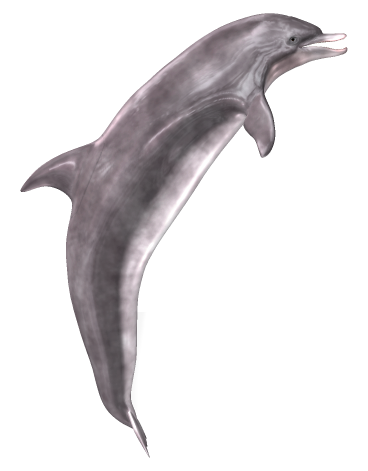 tengeri_halak_422.png