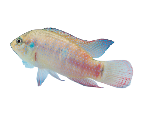 tengeri_halak_43.png