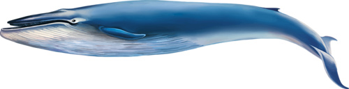 tengeri_halak_436.png