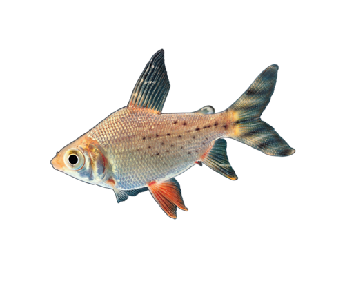 tengeri_halak_46.png
