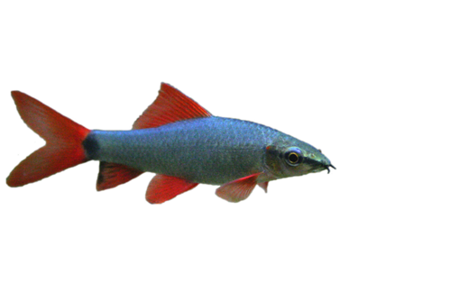tengeri_halak_53.png