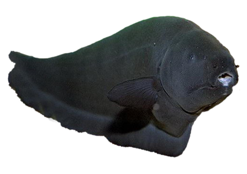 tengeri_halak_54.png