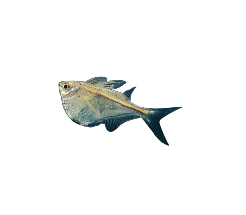 tengeri_halak_56.png