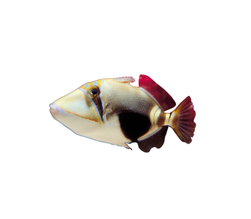 tengeri_halak_59.png