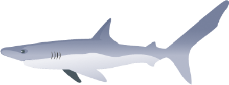 tengeri_halak_6.png