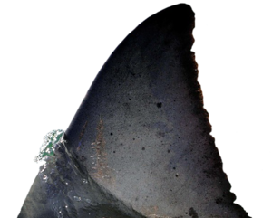 tengeri_halak_7.png