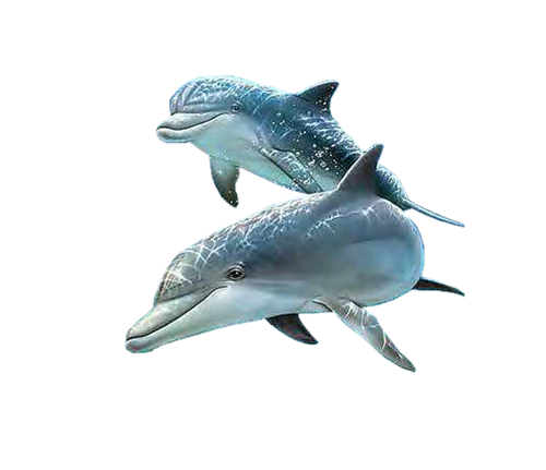 tengeri_halak_88.png