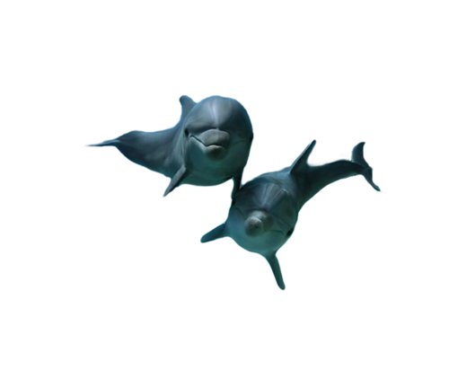 tengeri_halak_89.png