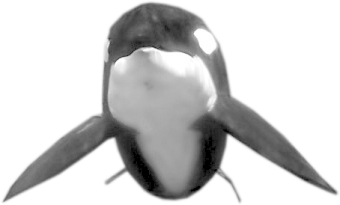 tengeri_halak_92.png