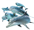 tengeri_halak_118