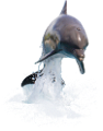 tengeri_halak_123