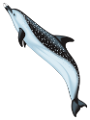 tengeri_halak_127