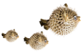 tengeri_halak_136