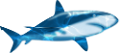 tengeri_halak_147