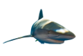 tengeri_halak_149