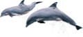 tengeri_halak_151