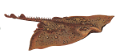 tengeri_halak_17