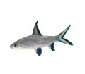 tengeri_halak_187