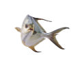 tengeri_halak_190