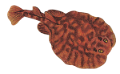 tengeri_halak_21