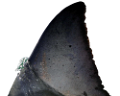 tengeri_halak_211