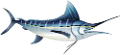 tengeri_halak_212