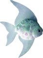 tengeri_halak_222