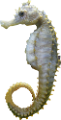 tengeri_halak_223