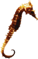 tengeri_halak_224