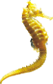 tengeri_halak_226