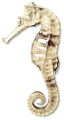 tengeri_halak_229