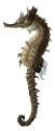 tengeri_halak_232
