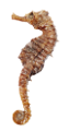 tengeri_halak_234