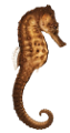 tengeri_halak_235