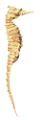 tengeri_halak_238