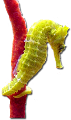 tengeri_halak_239