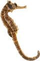 tengeri_halak_241