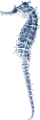 tengeri_halak_242