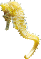 tengeri_halak_244