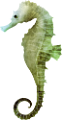 tengeri_halak_246